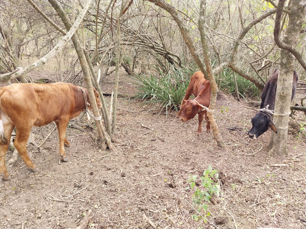 POLICÍA RURAL IMPIDE ROBO DE ANIMALES VACUNOS EN COLONIA ABORIGEN.